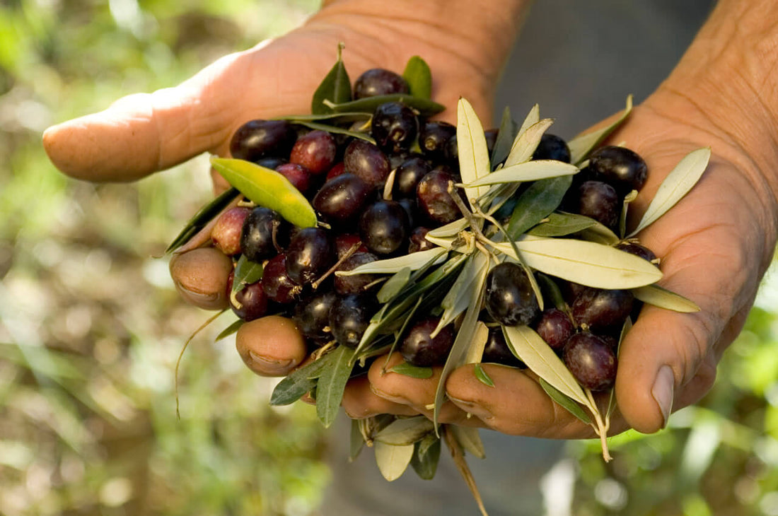 Perchè scegliere l’olio di oliva extravergine biologico